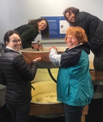 Four women who volunteer to care for young pinto abalone smile at the camera, gathered around a tank full of water.