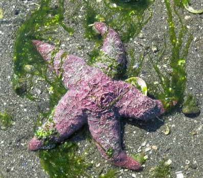 A pink sea star spread out on the sand, covered in green kelp.