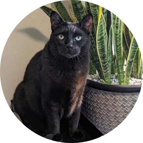 Ripley, a handsome short haired black cat with green eyes sits in front of a potted plant